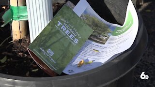 Free tree giveaway happening at the Boise Farmers Market