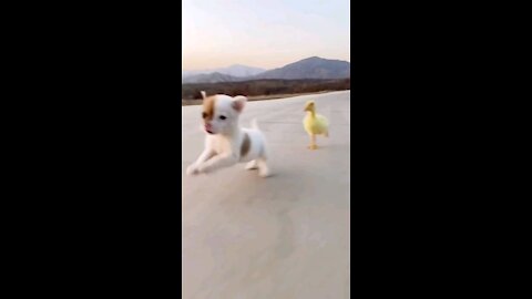 Duck vs Dog