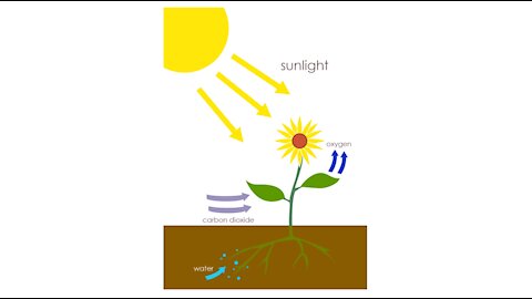 Organic Stored Solar Energy