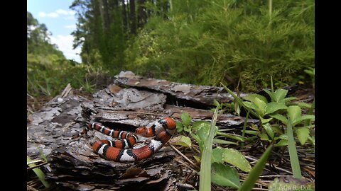 An adorable scarlet king snake nibbling on my hand.