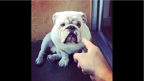 Bulldog gets lectured for eating Christmas ornaments