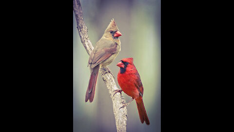 KIDS TODAY! FEMALE CARDINAL IS COMMENTING ON A SPLASHING LITTLE FINCH IN THE BIRD BATH.