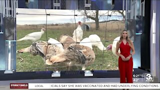 Farm fresh turkeys being gobbled up for Thanksgiving