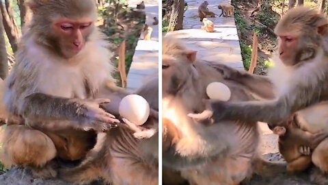 Monkey play with chicken eggs