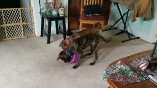 Puppies Play Ball!