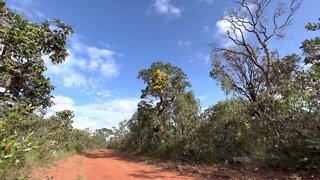 Som Ambiente da Floresta, Savana do Brasil