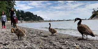 Geese parents escort their babies to the beach in 4k
