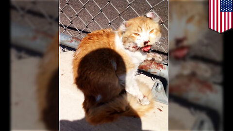 'Freeway' the cat saved by a good Samaritan on busy Phoenix highway - TomoNews