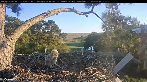 Mom Returns, Pulls Out Frog Buried in Nest 🦉 3/20/22 18:36