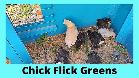 Chick Flick Polish, Cochin & Silkie Chicks Greens