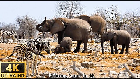 Africa's Wild Animals hungry