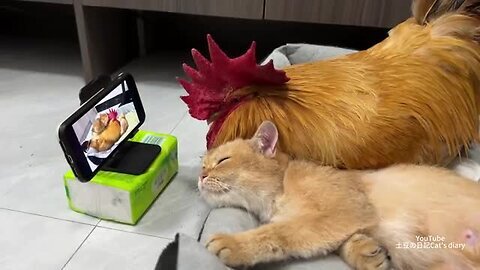 The rooster is so embarrassed!He objects to the mother cat watching the kittens' video.So funny cute