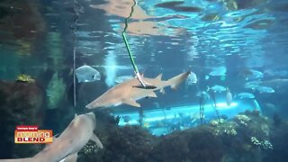 Florida Aquarium | Morning Blend