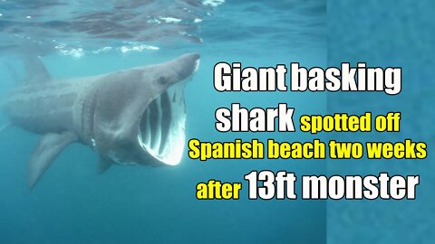 Giant 26ft basking shark spotted off Spanish beach two weeks after 13ft monster