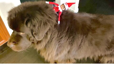 Elf on the Shelf takes a ride on giant Newfoundland dog