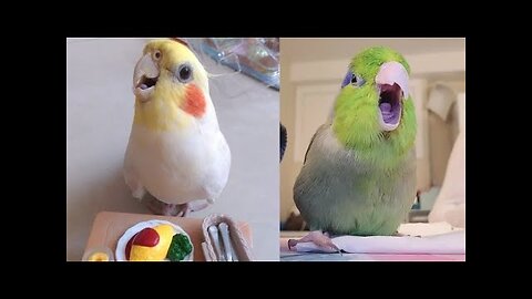 My Cockatoo Playing with Baby Toys | PARROT VIDEO OF THE DAY