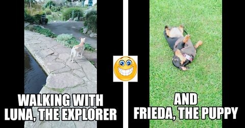 Walking with Luna, The Explorer & Frieda, The Puppy - Happy Doggy Walks !