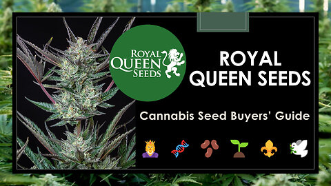 20 Best Royal Queen Seeds Strains: Buyers' Guide