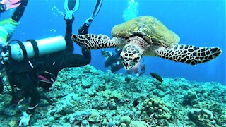 Nosy sea turtle demands to see what scuba divers are looking at in the coral