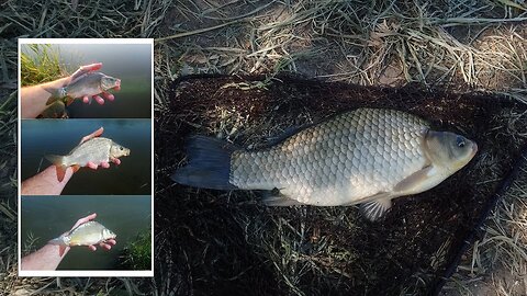 Pecanje ribe na jezeru (Odlazak na pecanje biciklom 30km i pecanje na 36°C)