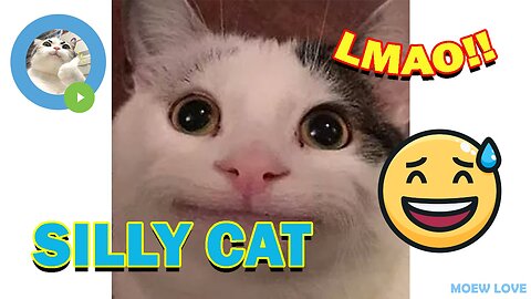 LoL Can't Stop Laughing – Compilation of the Funniest Cat Viral Videos
