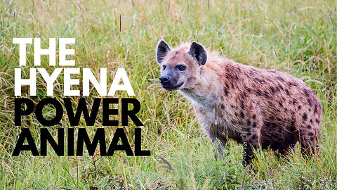 The Hyena Power Animal
