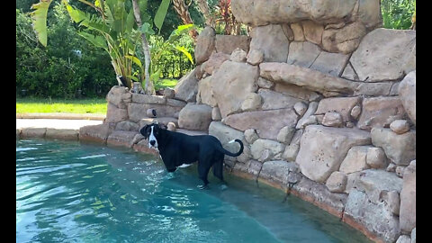 Clever Great Dane Pup Gets Out of the Pool Without Backing Up