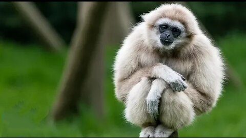 Cute Gibbons Playing & Climbing