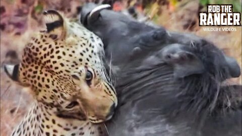 Leopard Catches Warthog: Incredible Battle for Survival!