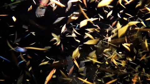Night scuba divers swarmed by millions of gross, biting bloodworms