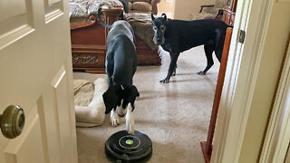 Clever Great Dane Knows How To Turn Robot Vacuum On & Off