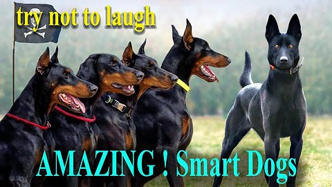 Try Not To Laugh AMAZING ! Smart Dogs funny and crazy dogs