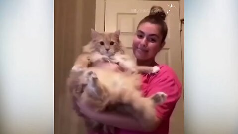 Cats Attacking People Compilation | Cat Slapping Their Owner | Funny Cat Videos #1