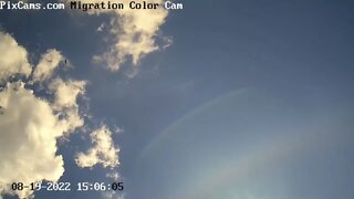 Two hawks soaring - Optical Camera View - 8/19/2022