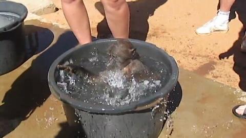Adorable rescued baboon loves to play in the water!