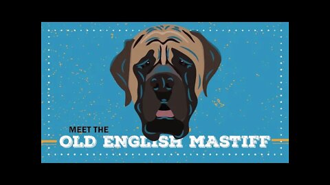 Old English Mastiff | CKC Breed Facts & Profile