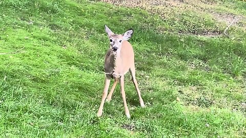 White Tail Deer Eating Apples