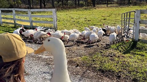 We Help Turkeys Escape For Thanksgiving (on accident)