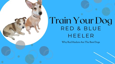 BEST DOG BREED!!! Training Red and Blue Heelers #RedHeeler #BlueHeeler #DogTraining