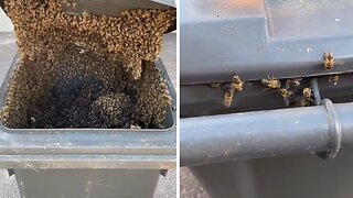 Massive beehive totally overtakes garbage bin