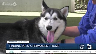 ABC 10News Pet of the Week: Wazowski