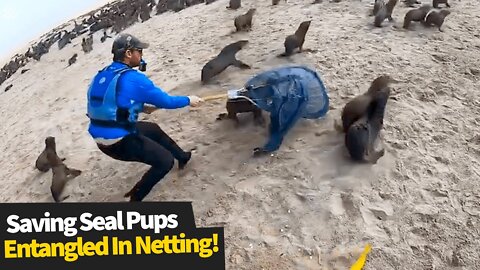 Kayakers help save seal pups entangled in netting.