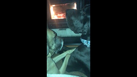 Great Danes watching caveman channel