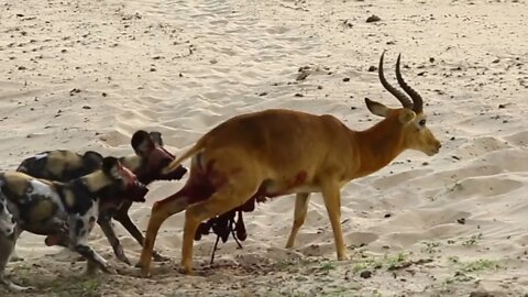 Wild Dogs Kill a Puku: A Gruesome Vicious Kill by Wild Dogs in South Luangwa National Park