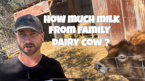 How Much Milk per Day from our Family Milk Cow