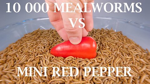 10 000 Mealworms Eating Mini Red Pepper