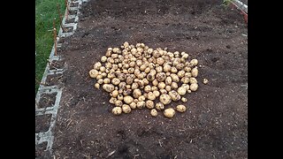 Our Best Potato Harvest 6/28/23