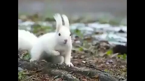 Adorable white squirrel