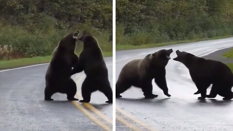 Street Brawl: Ferocious Bear Battle Unfolds Before Your Eyes!
