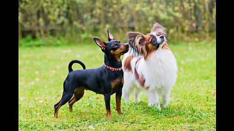 Look at these Funny Dog Shapes!